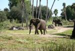 Kilimanjaro Safaris in Africa at Disney Animal Kingdom