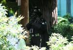 Star Wars Weekend at Disney Hollywood Studios