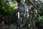 The Swiss Family Robinson Tree House in Adventureland at Magic Kingdom