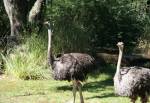 Kilimanjaro Safaris in Africa at Disney Animal Kingdom