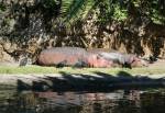 Kilimanjaro Safaris in Africa at Disney Animal Kingdom