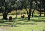 Kilimanjaro Safaris in Africa at Disney Animal Kingdom