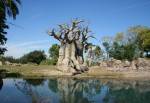 Kilimanjaro Safaris in Africa at Disney Animal Kingdom