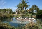 Kilimanjaro Safaris in Africa at Disney Animal Kingdom