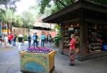 Flights of Wonder Shop in Asia at Disney Animal Kingdom