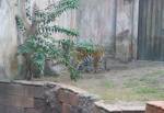 Maharajah Jungle Trek in Asia at Disney Animal Kingdom