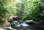 The Oasis Exhibits in Oasis at Disney Animal Kingdom