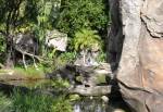 Disney Animal Kingdom