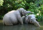 Jungle Cruise in Adventureland at Magic Kingdom